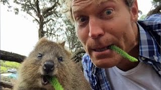 WORLDS HAPPIEST ANIMALl Rottnest Islands QUOKKAS get a visit from Bondi Vet Dr Chris Brown