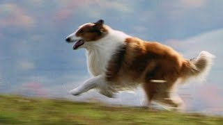 Lassie 1994 ORIGINAL TRAILER HQ