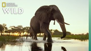 Okavango Delta Wildlife  Into the Okavango