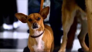 Beverly Hills Chihuahua 2 2011   Trailer 1080p
