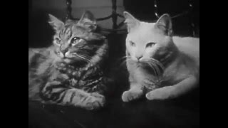 The Private Life Of A Cat 1944 Purrfect Version