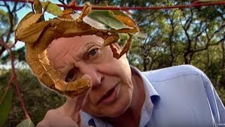 Life of Insects  Attenborough Life in the Undergrowth  BBC Earth