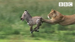 Lioness chases Zebra  Natures Great Events  BBC One