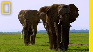 Secrets of the Elephants  Official Trailer  National Geographic
