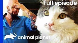 Vicious Cat Chases Owners Around Their House  My Cat From Hell Full Episode