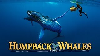 Humpback Whales  AwardWinning Humpback Whale Documentary wEwan McGregor