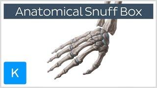 What is the anatomical snuff box  Human Anatomy Kenhub