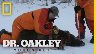 The Boar Ultimatum Full Episode  Dr Oakley Yukon Vet