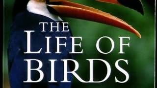 David Attenborough interview on The Life of Birds 1999
