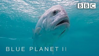 Predator fish leaps out of water to catch bird  Blue Planet II  BBC