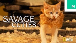 Kittens  Puppies Recreate Savage Kingdom Season 1 with Game of Thrones Charles Dance