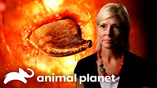 Parasites Eat At A Womans Liver Causing Agonizing Pain  Monsters Inside Me  Animal Planet