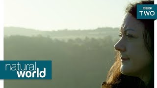 Wild goshawks  Natural World Preview  BBC Two