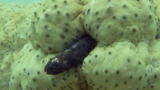 Pearlfish hides inside a sea cucumber  Natural World 2016 Episode 2 Preview  BBC Two