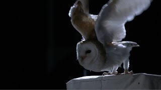 The silent flight of an owl  Natural World Super Powered Owls Preview  BBC Two