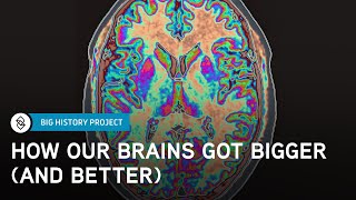 The Brain A Brief Big History H2  Big History Project
