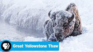 GREAT YELLOWSTONE THAW  Official Trailer  PBS